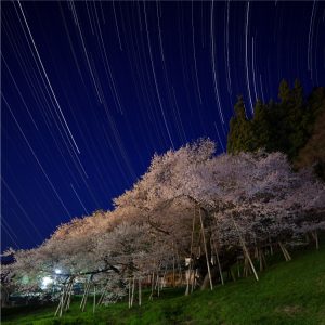 臥龍桜と星