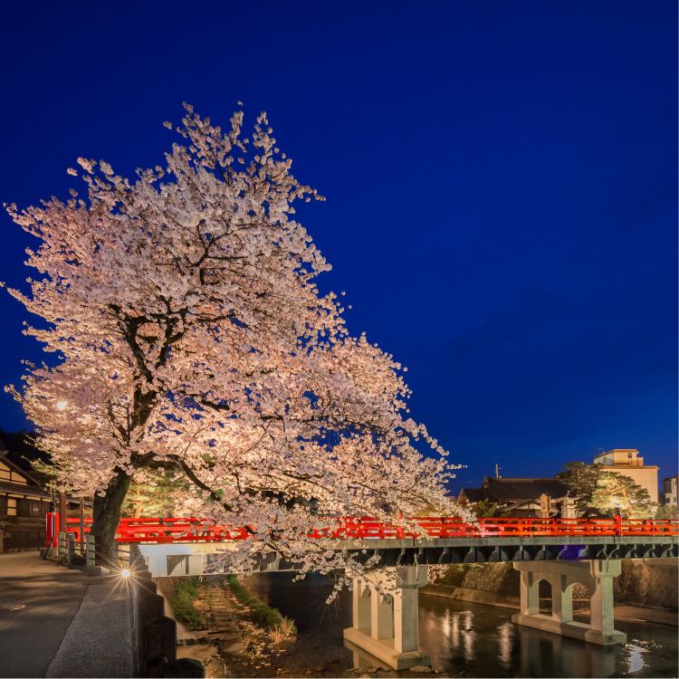 赤橋と桜